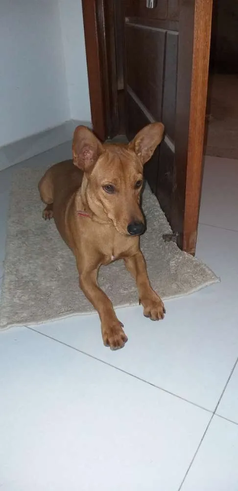 Cachorro raça Basset idade 7 a 11 meses nome Ralfinho