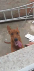 Ralfinho