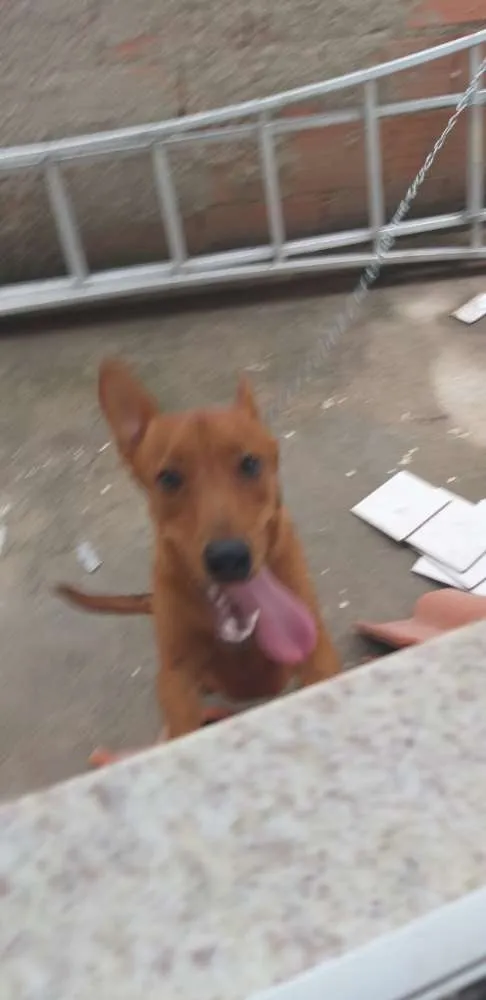 Cachorro raça Basset idade 7 a 11 meses nome Ralfinho