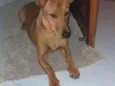 Ralfinho