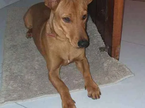 Cachorro raça Basset idade 7 a 11 meses nome Ralfinho