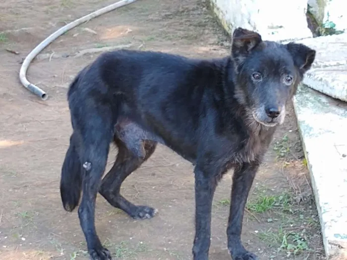 Cachorro ra a SRD idade 3 anos nome LOGAN