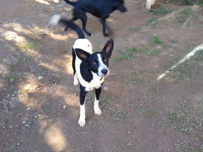 Cachorro ra a SRD idade 1 ano nome BENNY