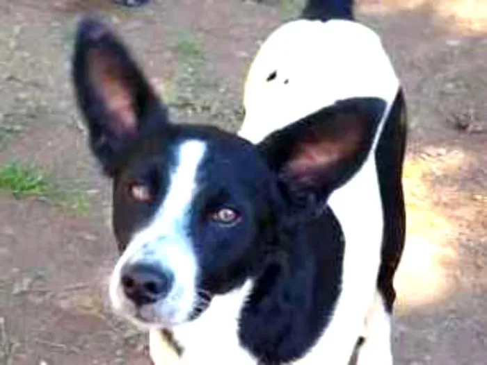 Cachorro ra a SRD idade 1 ano nome BENNY