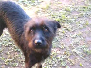 Cachorro raça SRD idade 2 anos nome LIZ