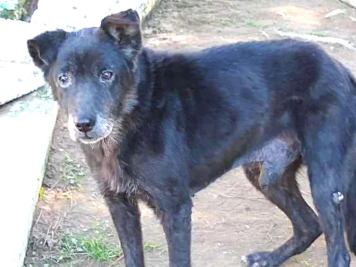 Cachorro ra a SRD idade 3 anos nome LOGAN