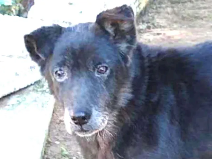 Cachorro ra a SRD idade 3 anos nome LOGAN