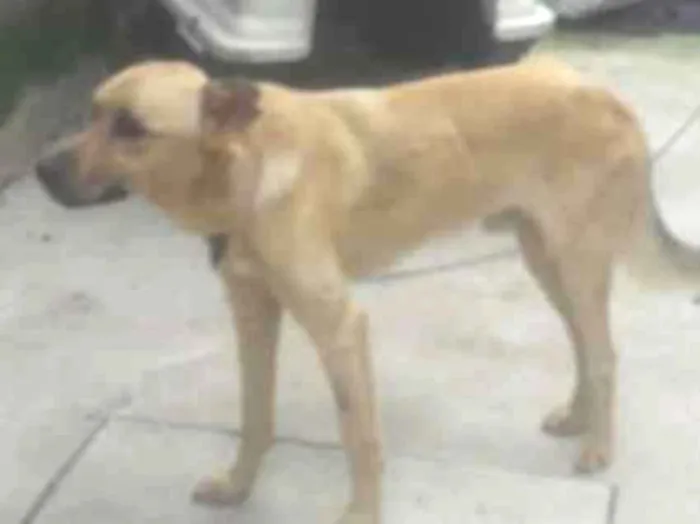 Cachorro ra a Srd idade 1 ano nome Guerreiro