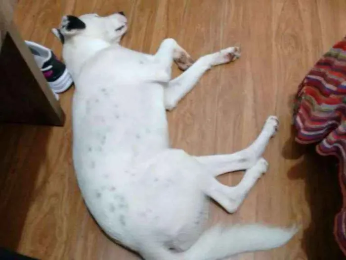 Cachorro ra a Sem raça definida idade 1 ano nome Lord Luque