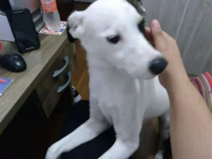 Cachorro raça Sem raça definida idade 1 ano nome Lord Luque