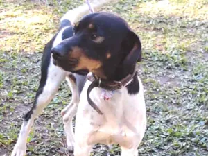 Cachorro raça SRD idade 1 ano nome RUAN