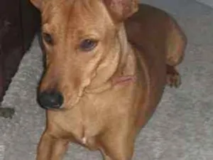 Cachorro raça Basset idade 7 a 11 meses nome Ralfinho