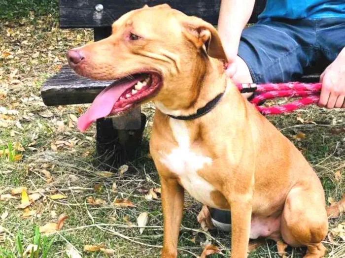 Cachorro raça SRD idade 1 ano nome LUCKY