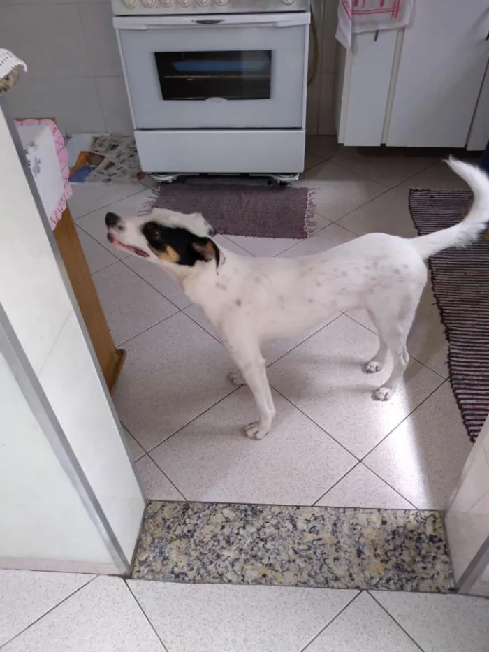 Cachorro ra a Sem raça definida idade 1 ano nome Lord Luque