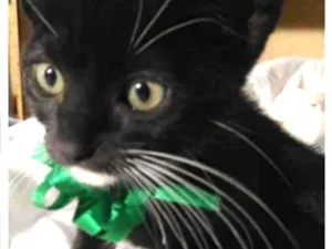 Gato raça Sem raça definida  idade 2 a 6 meses nome Filhotes para Adoção