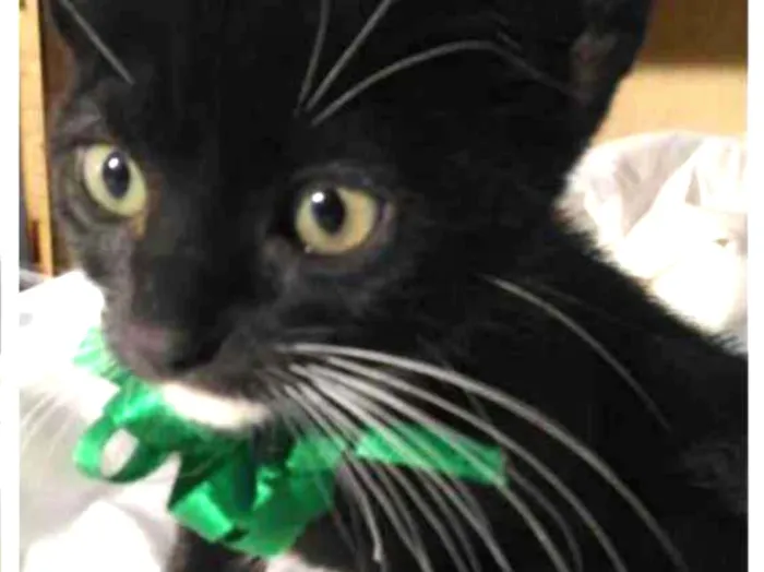 Gato ra a Sem raça definida  idade 2 a 6 meses nome Filhotes para Adoção