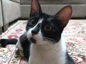 Gato raça  idade 7 a 11 meses nome Anita