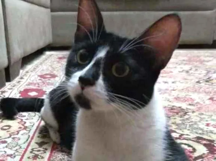 Gato ra a  idade 7 a 11 meses nome Anita