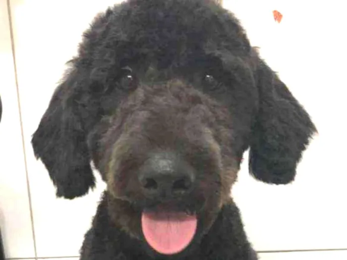 Cachorro ra a Poodle idade 7 a 11 meses nome SNOOPY