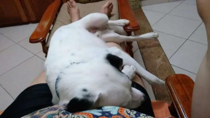 Cachorro ra a Sem raça definida idade 1 ano nome Lord Luque