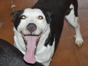 Cachorro raça SRD idade 6 ou mais anos nome NESTOR