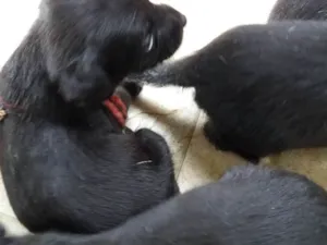 Cachorro raça SRD idade 2 a 6 meses nome Pretinho