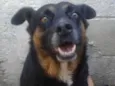 Tetê