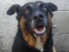 Cachorro ra a mestica  idade 2 anos nome Tetê