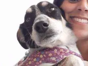 Cachorro raça SRD idade 5 anos nome Mabel