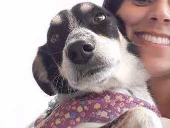 Cachorro ra a SRD idade 5 anos nome Mabel
