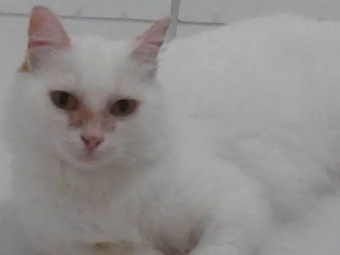 Gato ra a não definida idade 6 ou mais anos nome Bila Bilú