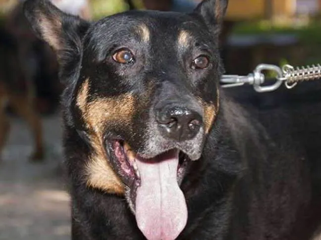 Cachorro ra a SRD idade 5 anos nome Nero