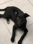 Cachorro raça SRD idade 7 a 11 meses nome Juca