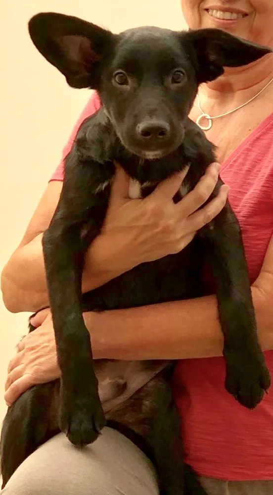 Cachorro raça SRD idade 7 a 11 meses nome Juca