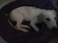 Preta