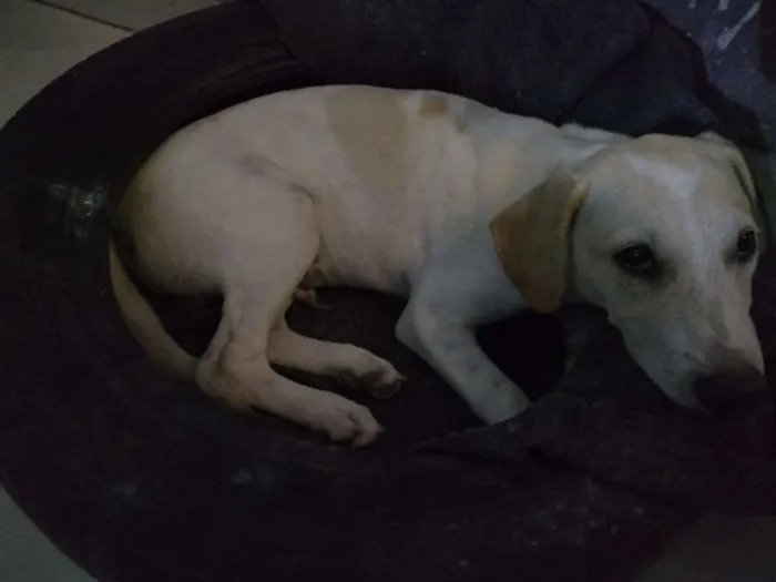 Cachorro ra a Srd idade 1 ano nome Preta