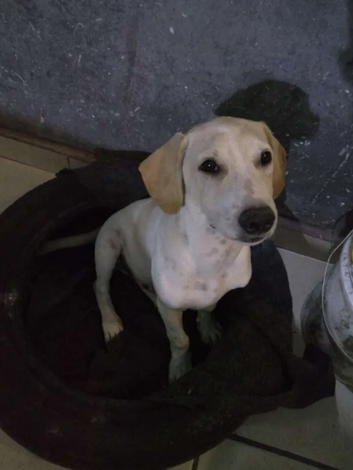 Cachorro ra a Srd idade 1 ano nome Preta