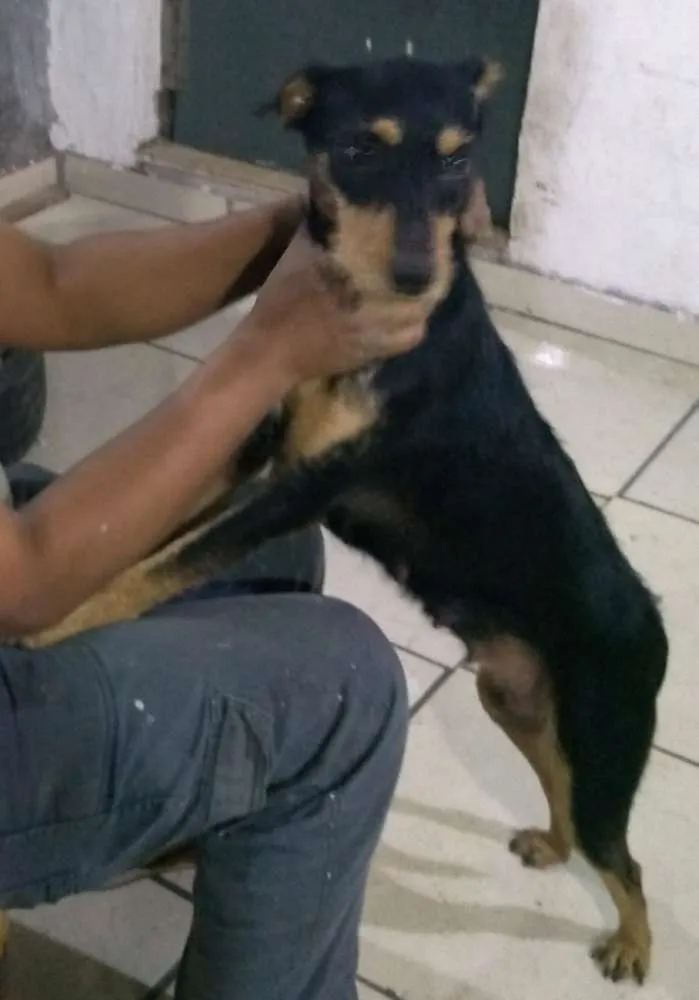 Cachorro ra a Srd idade 1 ano nome Preta