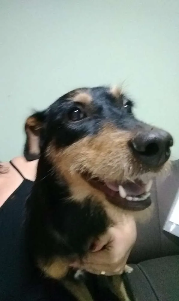 Cachorro ra a Srd idade 1 ano nome Preta