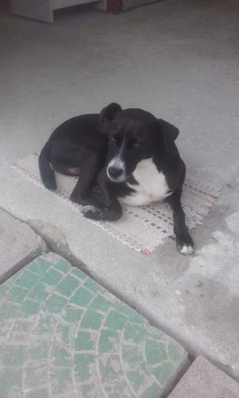 Cachorro ra a SRD idade 2 anos nome Tião