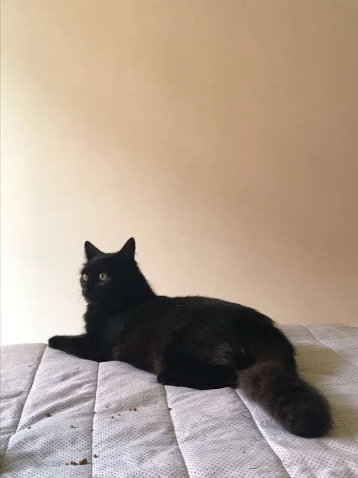 Gato ra a Sem raça definida idade 1 ano nome Marvin