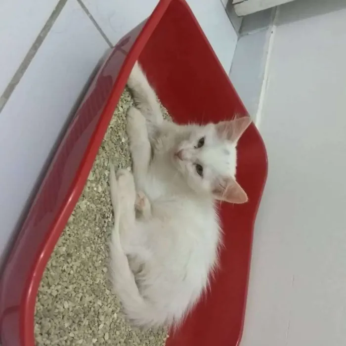 Gato raça  idade 2 a 6 meses nome Serafim e Moana