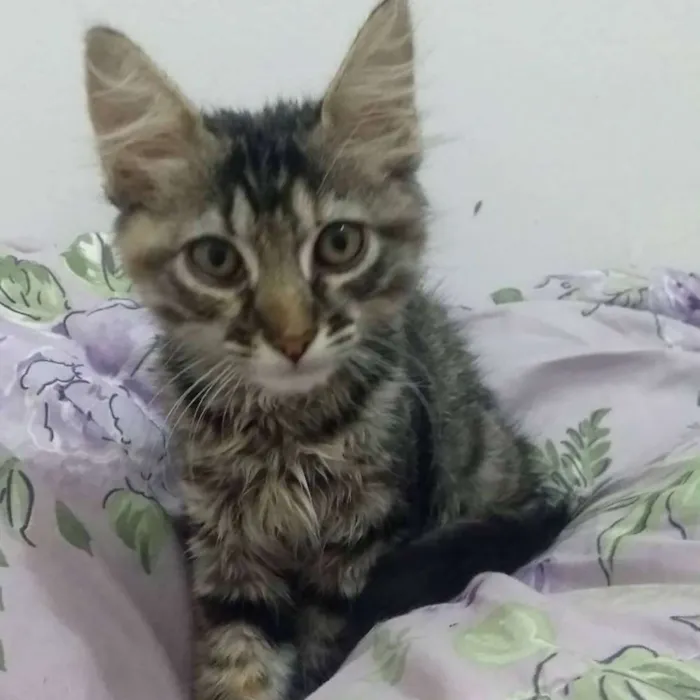 Gato raça  idade 2 a 6 meses nome Serafim e Moana