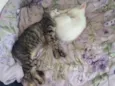 Serafim e Moana