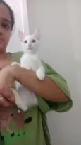 Serafim e Moana