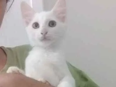 Gato raça  idade 2 a 6 meses nome Serafim e Moana