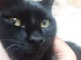 Marvin