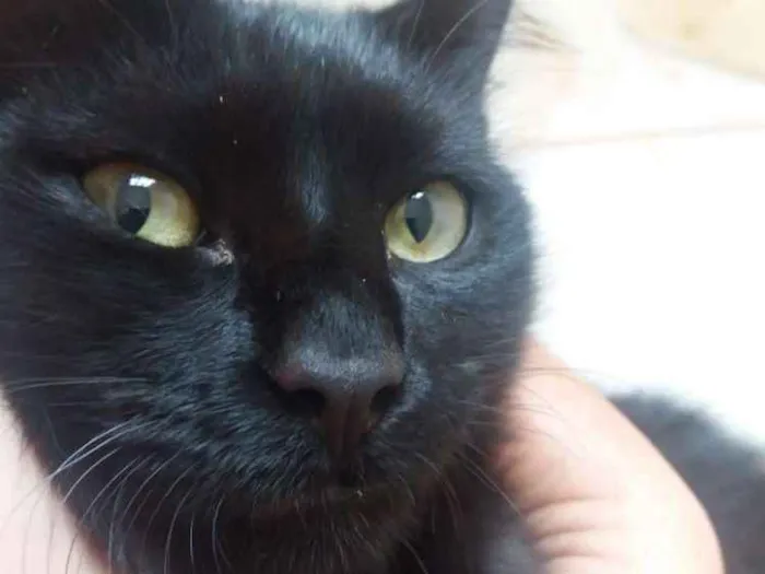 Gato ra a Sem raça definida idade 1 ano nome Marvin
