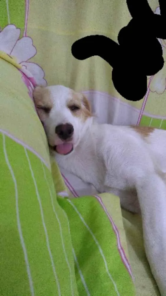 Cachorro ra a Vira lata idade 1 ano nome Bela