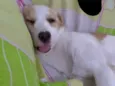 Bela